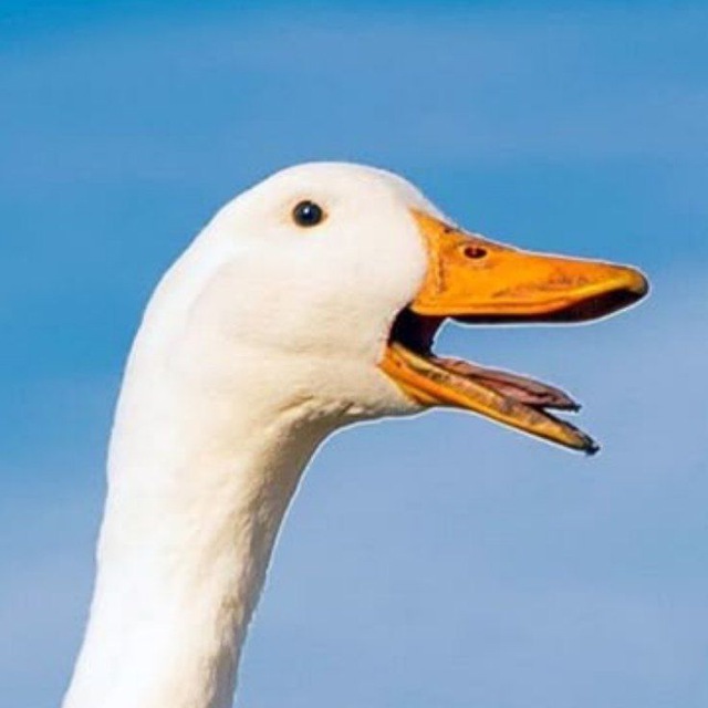 Хай те качка копне