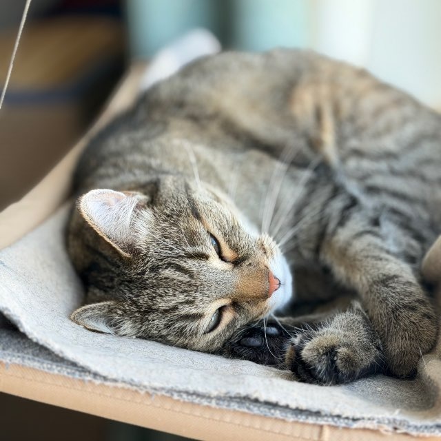 Кіт спить - Sleeping Cat